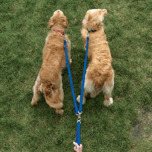 Multi Dog Walking System