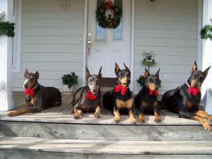 Fashion Collars for the Holidays